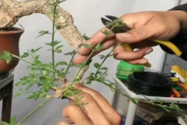 迎春花只长叶不开花如何解决，缺少养分可在花期前后追施磷钾肥