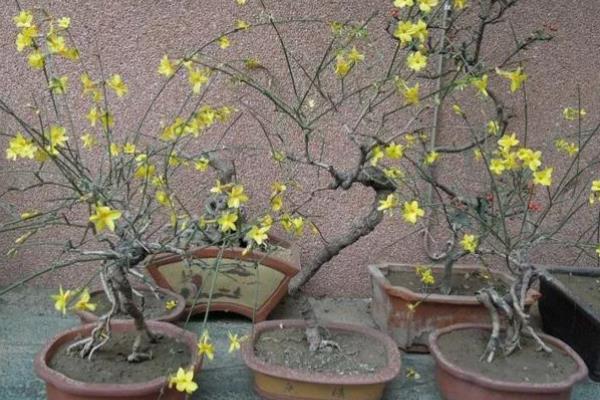 迎春花只长叶不开花如何解决，缺少养分可在花期前后追施磷钾肥