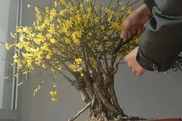 迎春花只长叶不开花如何解决，缺少养分可在花期前后追施磷钾肥