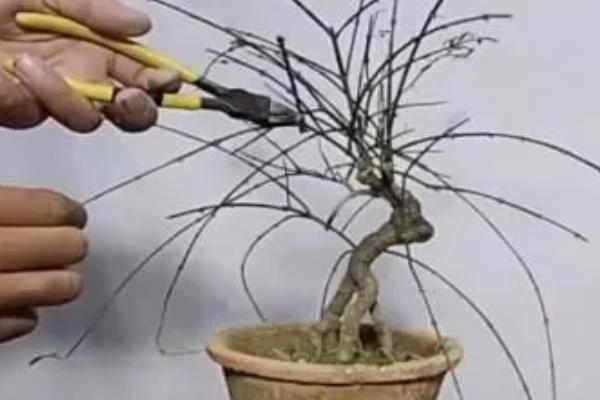 迎春花只长叶不开花如何解决，缺少养分可在花期前后追施磷钾肥
