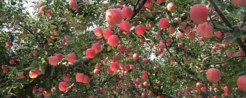 种苹果为什么没有以前赚钱，品种单一导致的