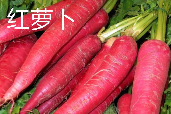 萝卜的拼音，读音是luó bo