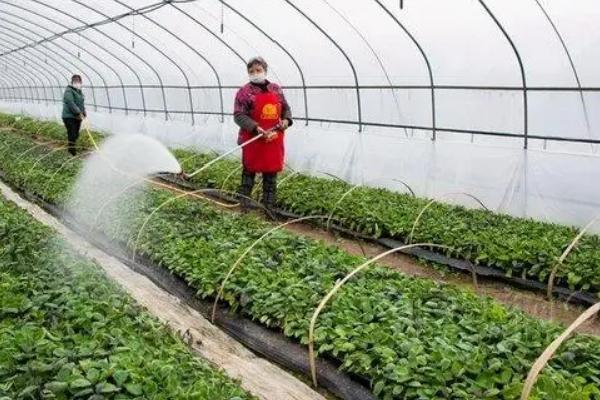 棚室土壤盐渍化如何治理，浇水就要补肥