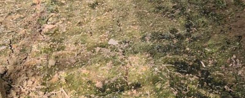棚室土壤盐渍化如何治理，浇水就要补肥