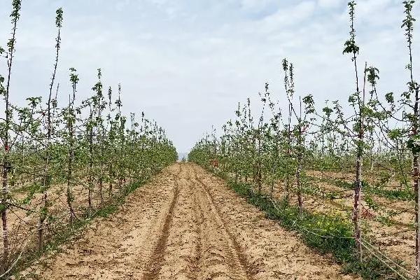 种苹果为什么没有以前赚钱，品种单一导致的