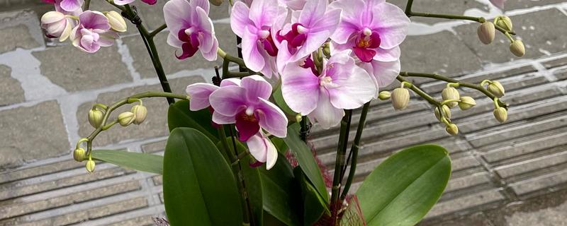 蝴蝶兰有没有毒，蝴蝶兰没有毒