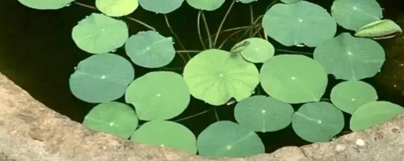 碗莲只长芽不开叶的原因，可能是缺光、温度低、水位太高等因素引起