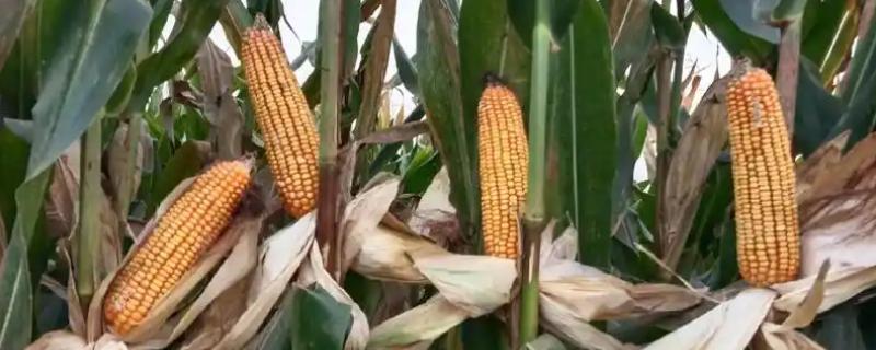 丰乐831玉米品种简介，株高为281厘米左右