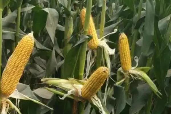 丰乐831玉米品种简介，株高为281厘米左右