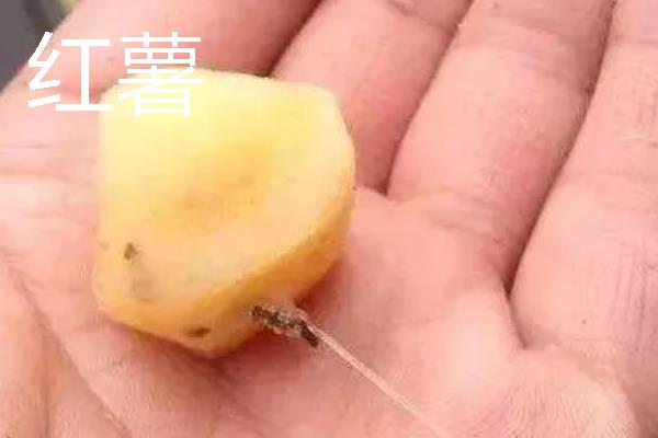 夜钓鲤鱼的最佳饵料，可选择自然饵料或自制饵料