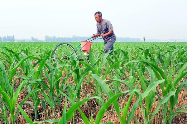 丰乐831玉米品种简介，株高为281厘米左右