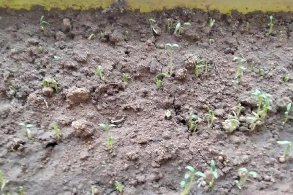 阳台香菜如何种植，可以选择较大的泡沫盒子栽种