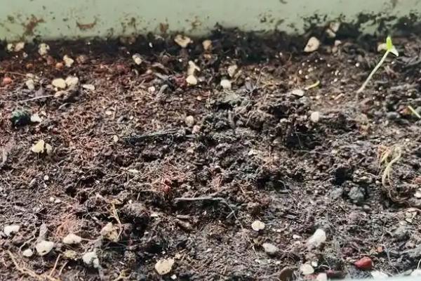 阳台香菜如何种植，可以选择较大的泡沫盒子栽种