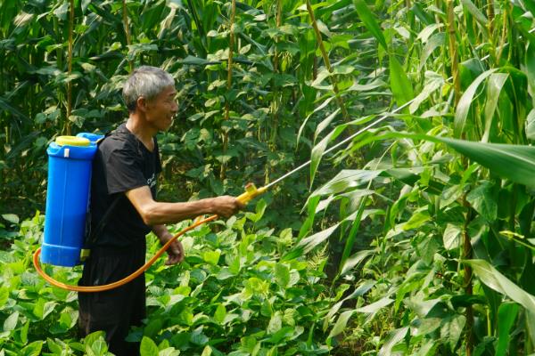 丰乐831玉米品种简介，株高为281厘米左右