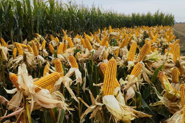 丰乐831玉米品种简介，株高为281厘米左右