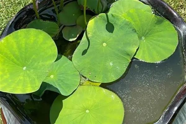 碗莲只长芽不开叶的原因，可能是缺光、温度低、水位太高等因素引起