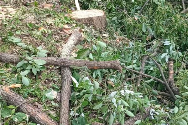 如何把树快速弄死，可以浇灌盐水、环切树干等