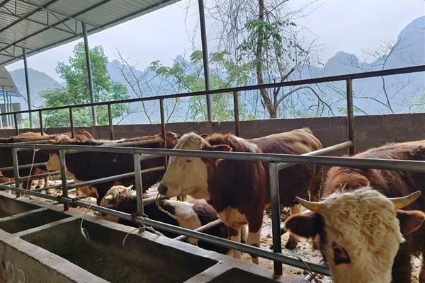 有什么常见的反刍动物，包含牛、羊、骆驼等物种