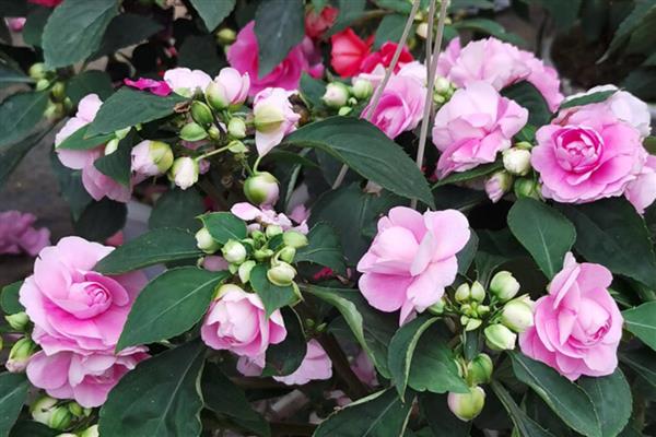 像玫瑰花的花是哪种花，是非洲凤仙花