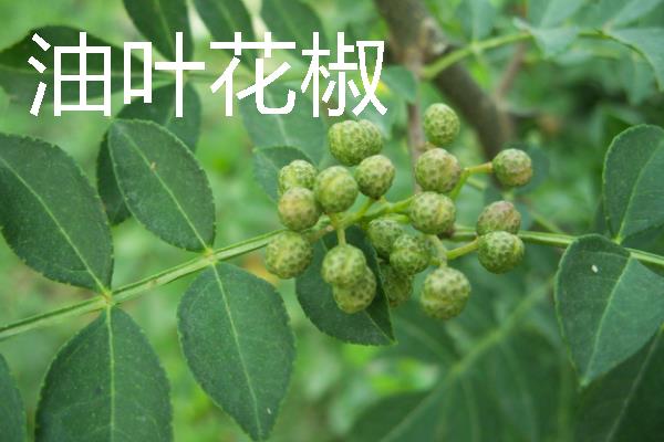 花椒种植市场是否已经饱和，调料需求基本已经达到顶峰