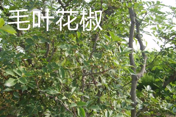 花椒种植市场是否已经饱和，调料需求基本已经达到顶峰