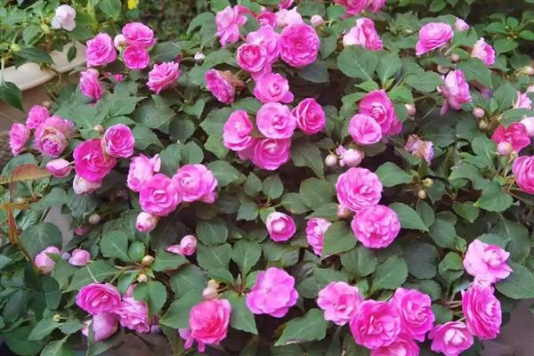 像玫瑰花的花是哪种花，是非洲凤仙花