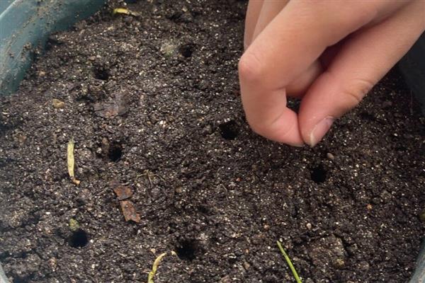 像玫瑰花的花是哪种花，是非洲凤仙花