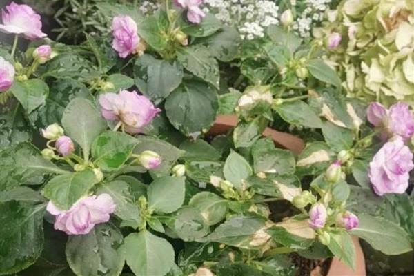 像玫瑰花的花是哪种花，是非洲凤仙花