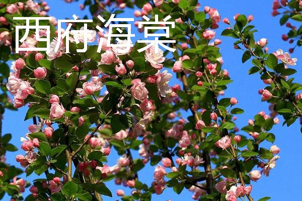 海棠花被叫做断肠花的原因，含有毒性并且具有思念离愁的意思