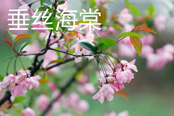 海棠花被叫做断肠花的原因，含有毒性并且具有思念离愁的意思