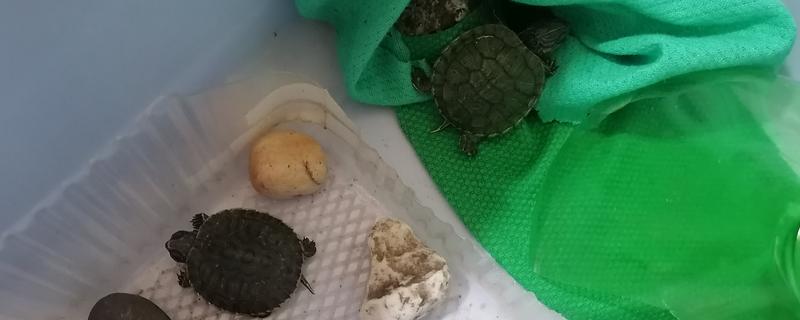 家养小乌龟如何投喂，主喂动物性饲料幼龟每天饲喂一次