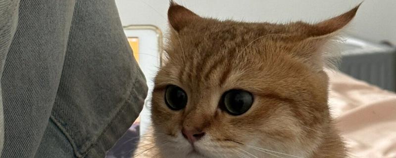 猫咪为什么出现飞机耳，主要是感到紧张、害怕所致