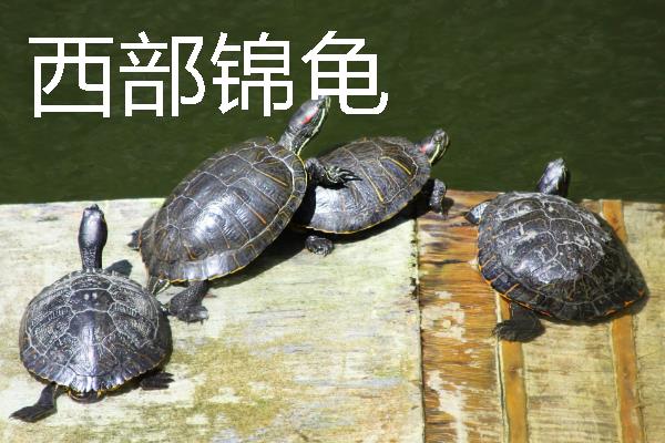 家养小乌龟如何投喂，主喂动物性饲料幼龟每天饲喂一次