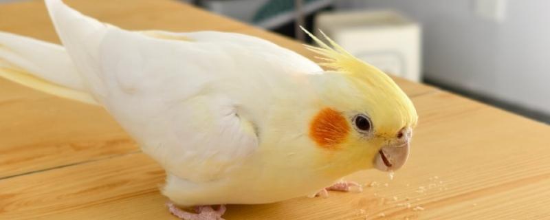 玄凤鹦鹉需要人陪吗,玄凤鹦鹉需要人陪