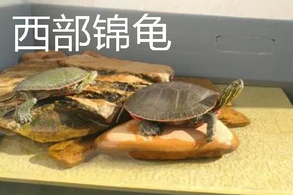 家养小乌龟如何投喂，主喂动物性饲料幼龟每天饲喂一次