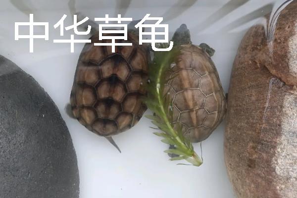 家养小乌龟如何投喂，主喂动物性饲料幼龟每天饲喂一次