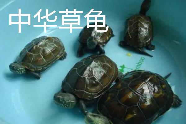 家养小乌龟如何投喂，主喂动物性饲料幼龟每天饲喂一次