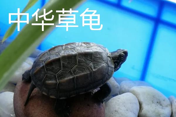 家养小乌龟如何投喂，主喂动物性饲料幼龟每天饲喂一次