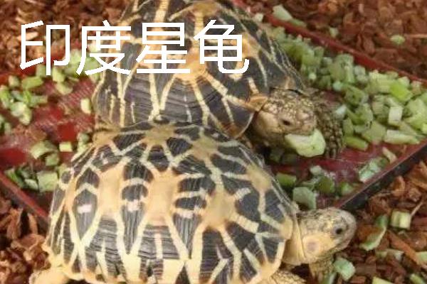 家养小乌龟如何投喂，主喂动物性饲料幼龟每天饲喂一次