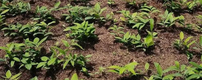 中药材苗期怎么管理，用吡虫啉拌种可防治蚜虫