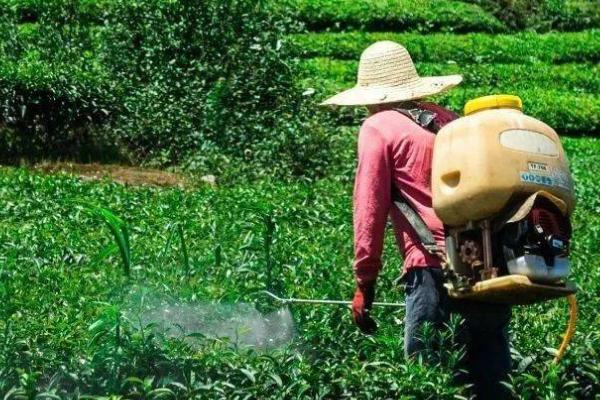 中药材苗期怎么管理，用吡虫啉拌种可防治蚜虫