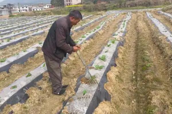 中药材苗期怎么管理，用吡虫啉拌种可防治蚜虫
