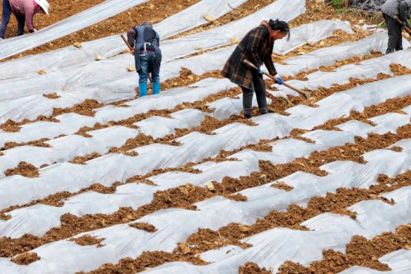 中药材苗期怎么管理，用吡虫啉拌种可防治蚜虫