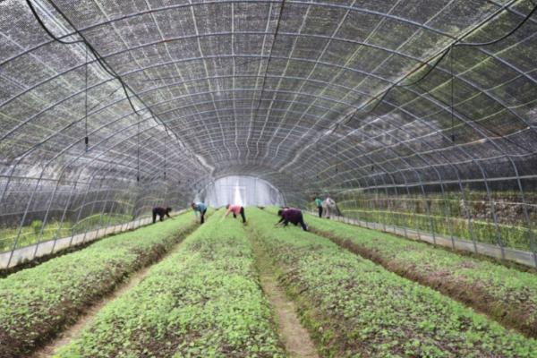 中药材苗期怎么管理，用吡虫啉拌种可防治蚜虫