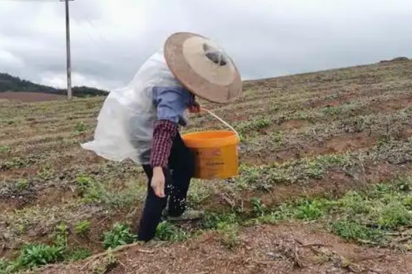 中药材苗期怎么管理，用吡虫啉拌种可防治蚜虫