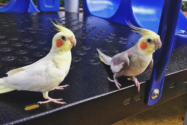 玄凤鹦鹉需要人陪吗,玄凤鹦鹉需要人陪