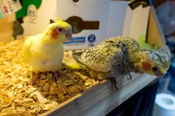 玄凤鹦鹉需要人陪吗,玄凤鹦鹉需要人陪