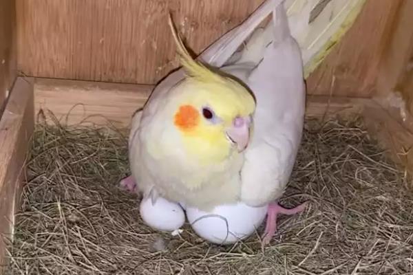 玄凤鹦鹉需要人陪吗,玄凤鹦鹉需要人陪