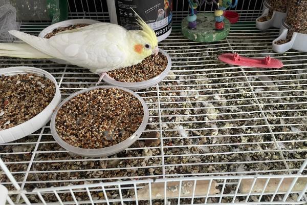 玄凤鹦鹉需要人陪吗,玄凤鹦鹉需要人陪