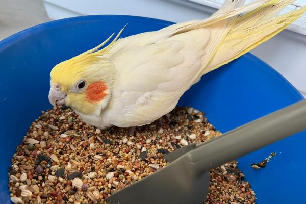 玄凤鹦鹉需要人陪吗,玄凤鹦鹉需要人陪